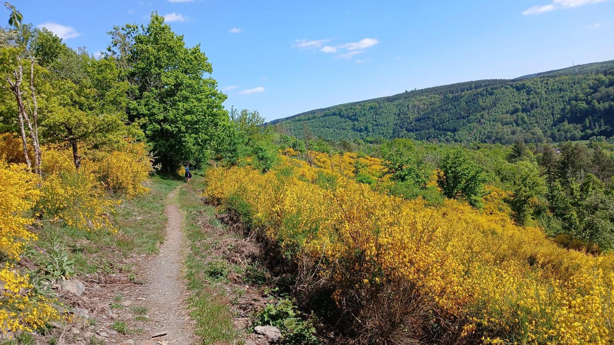 Willa Le Panorama La-Roche-en-Ardenne Zewnętrze zdjęcie